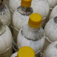 شیر محلی پر چرب
