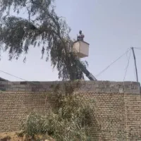 بریدن انواع درختان ونخل هرسکاری وچمن اره بالابر