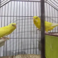 جفت مرغ عشق هلندی