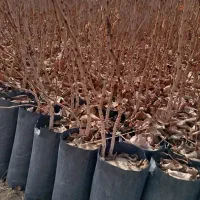 پسته گلدانی