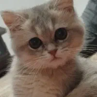 واگذاری گربه بریتیش گلد3ماهه همراه لوازم