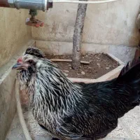 مرغ گلین تخم گذار