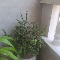3عددگل وگلدان
