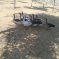 ۸عددغاز محلی درشت بالغ وسنگین درکوزران
