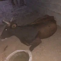مرکز خرید گاو و گوسفند و بر بز و گوساله افتاده