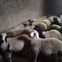 بره‌نر‌ه‌درجه‌یک‌جفتی40میلون