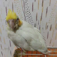 پرنده عروس هلندی
