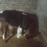 فروش گوساله سمینتال