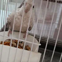 عروس هلندی ایزابلا سخنگو