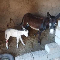 خر جوان