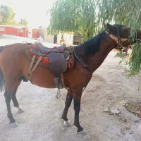 اسب کرد اصیل نریان نجیب زاده