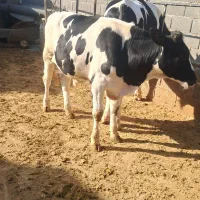 گوساله فروشی