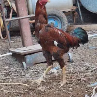 تخم نطفه دار لاری