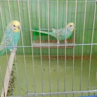 مرغ عشق رنگین کمانی