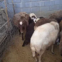 گوسفند افشار ی