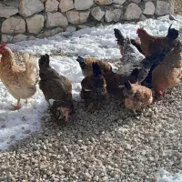 پنج عدد خروس بزرگ