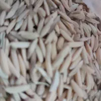 شالی فروشی