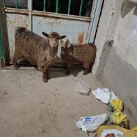 بزغاله نر