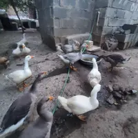 جوجه غاز 100روزه