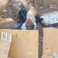 مرغ گلین سرچشمه زارچ|خزنده|زارچ, |دیوار