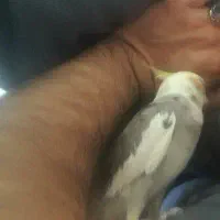 عروس هلندی گم شده