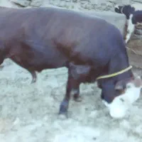 ماک