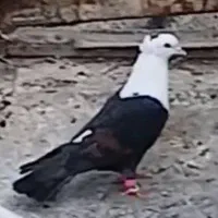 کفتر
