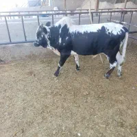 گوساله گیلک ۲۰۰کیلو به بالا زیر ق.مت ویژه محرم