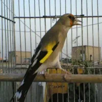 سهره کرمونی