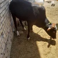 گوساله نر