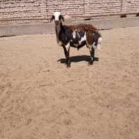 بره قوچ افشارپلنگی