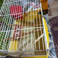 یک جفت فنچ فنج نرو ماده