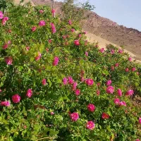 گلاب