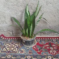 سانسوریا سبز و ابلق
