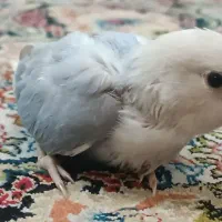 جوجه برزیلی سرلاکی وایت فیس