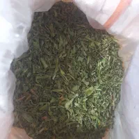لیزک اصل به شرط