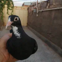 جُنگ نرماده پلنگ
