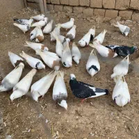 کبوتر|پرنده|شوط, |دیوار