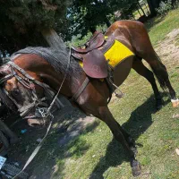 اسب نریان دره شور با مدرک