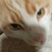 گربه بازیگوش
