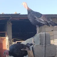بوقلمون نر وماده