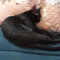 واگذاری یه بچه گربه نر عقیم شده مشکی