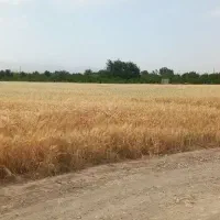 فروش زمین ۳ هکتاری با ۱۶ ساعت آب محمودآباد
