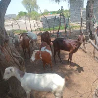 گاو بز