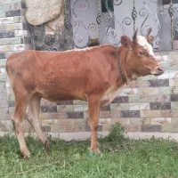 دوراس لیشه پا به تخم گوساله گاو