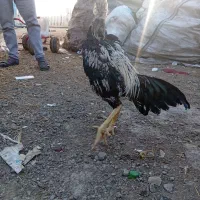 خروس لاری