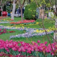 خدمات فضای سبز