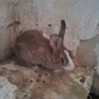 اوردک وخرگوش