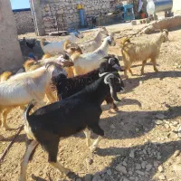 کهره درجه یک