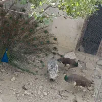 طاووس